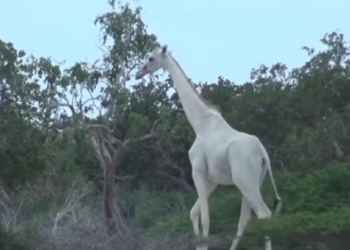 Белые жирафы. Ученые впервые получили видео подтверждение их существования