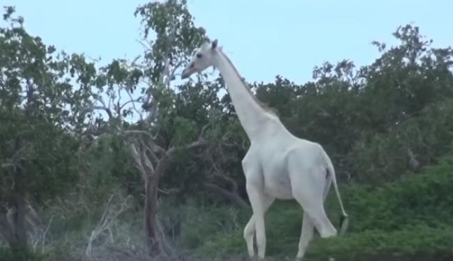 Белые жирафы. Ученые впервые получили видео подтверждение их существования