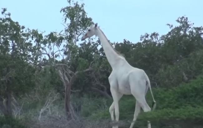 Белые жирафы. Ученые впервые получили видео подтверждение их существования 1