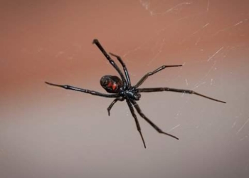 Он ненормальный. Американец съел двух каракуртов, чтобы получить работу