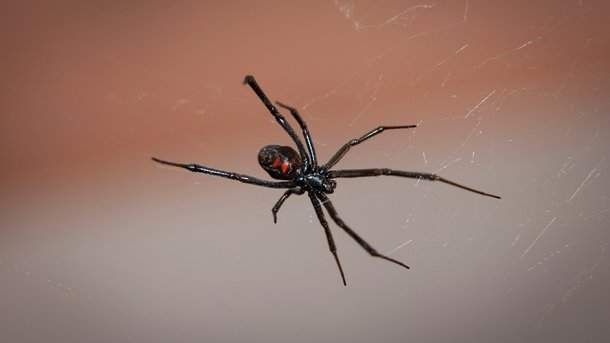 Он ненормальный. Американец съел двух каракуртов, чтобы получить работу