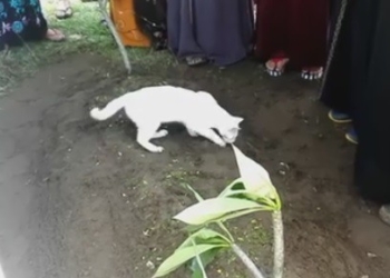 В Малайзии кот пришел на похороны хозяина и попытался раскопать его могилу