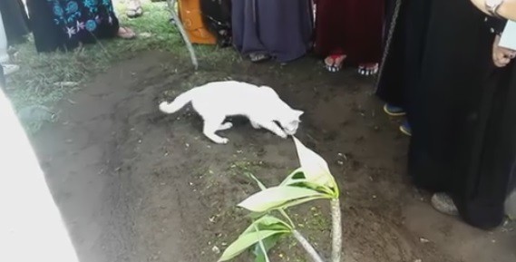 В Малайзии кот пришел на похороны хозяина и попытался раскопать его могилу 1