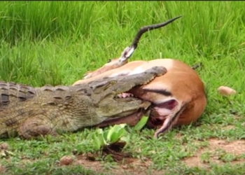 Я слишком сыт сегодня. Небывалый случай: крокодил поймал антилопу, а потом отпустил