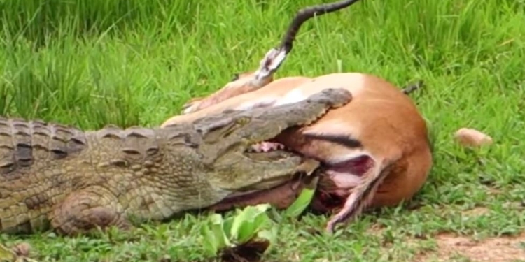 Я слишком сыт сегодня. Небывалый случай: крокодил поймал антилопу, а потом отпустил