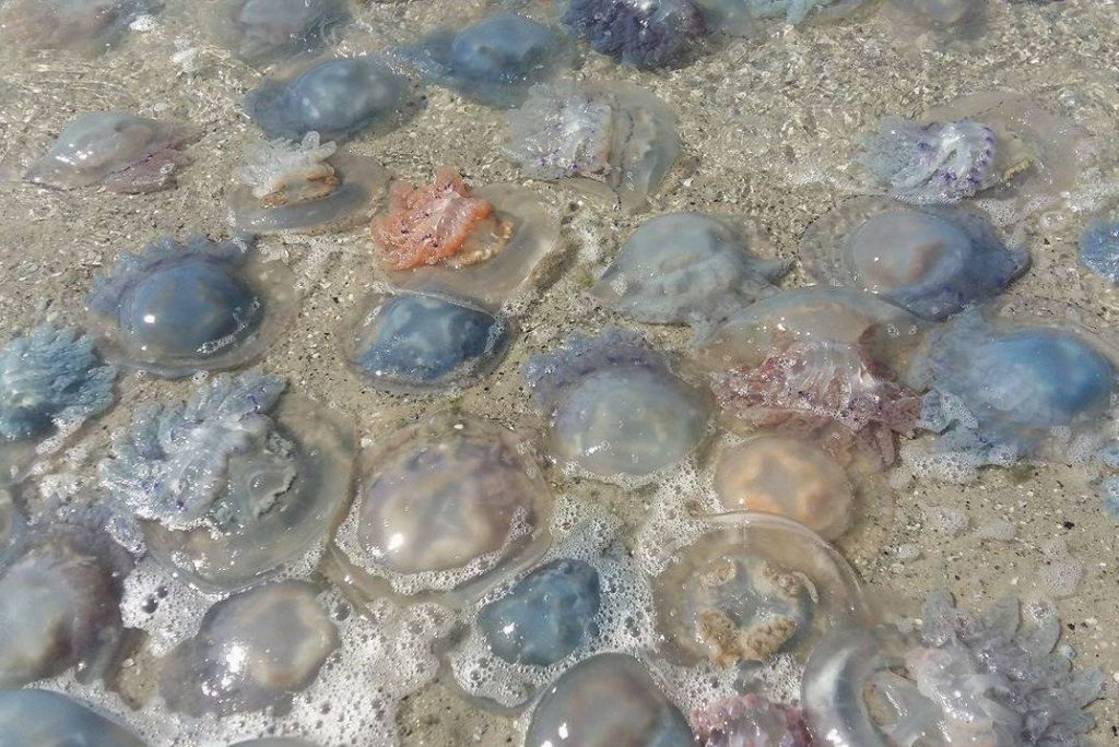 На курорте в Бердянске образовался "медузный остров" (ВИДЕО) 1