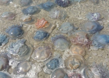 Без царя. Что происходит в городе, которым берутся править трус, балбес и бывалый