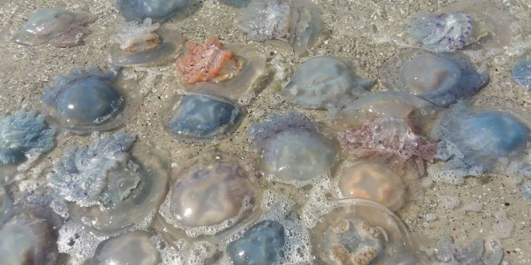 Без царя. Что происходит в городе, которым берутся править трус, балбес и бывалый