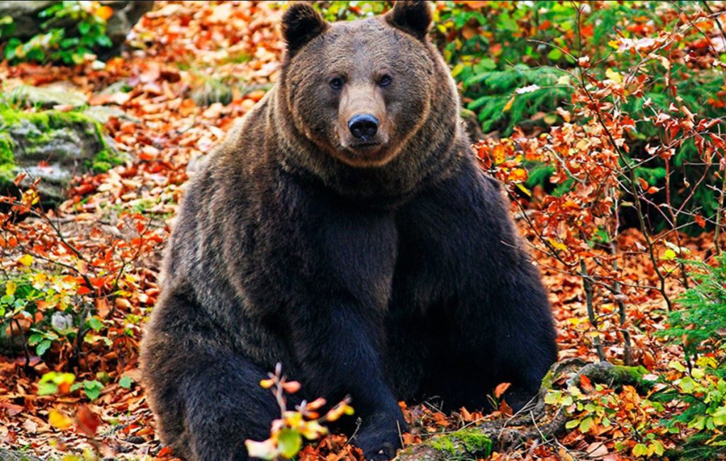 На базе отдыха под Харьковом медведь напал на уборщицу 1