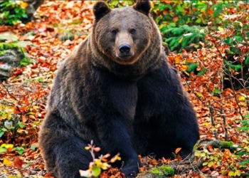 В РФ медведь загрыз 6-летнего мальчика. Его сестре удалось спастись