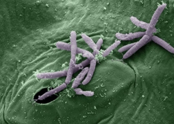 Ученые обнаружили в организме человека тысячи ранее неизвестных микробов