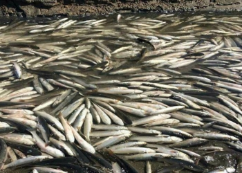 Пеленгас до моря не доплыл. Массовая гибель рыбы произошла из-за несвоевременного дноуглубления