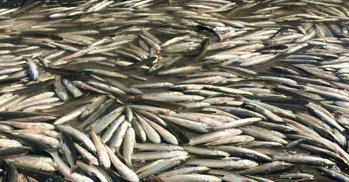 Пеленгас до моря не доплыл. Массовая гибель рыбы произошла из-за несвоевременного дноуглубления