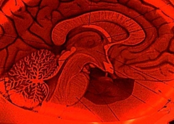 ФМРТ  – медицинская технология обретения сверхспособностей