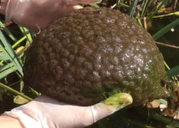 В городском парке Ванкувера живет существо, похожее на мозг