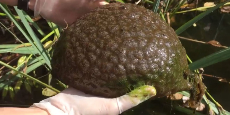 В городском парке Ванкувера живет существо, похожее на мозг