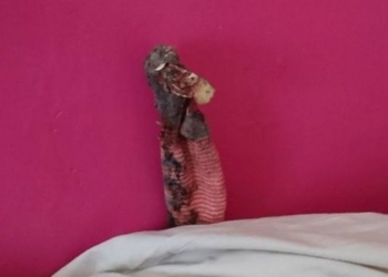 Королевское общество защиты животных приехало спасать редкую ящерицу, которая оказалась…