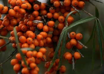 Целебные ягоды: чем полезна облепиха