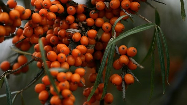 Целебные ягоды: чем полезна облепиха