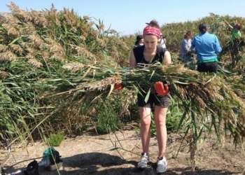 В Одесской области построили искусственный остров для гнездования водоплавающих птиц