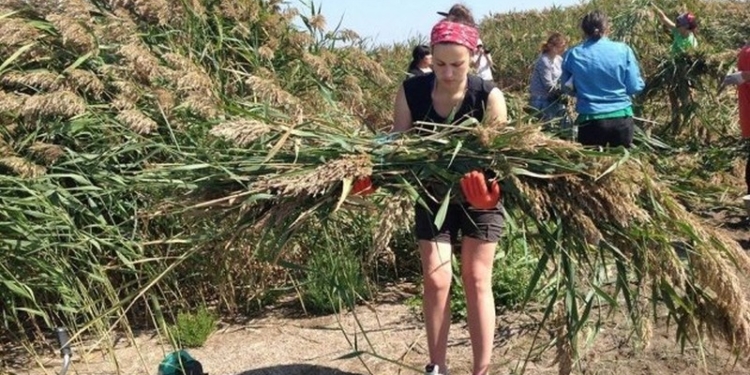 В Одесской области построили искусственный остров для гнездования водоплавающих птиц