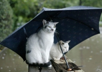 Прогноз Николаевского гидрометеоцентра: на следующей неделе придут дожди