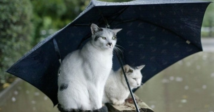 Прогноз Николаевского гидрометеоцентра: на следующей неделе придут дожди