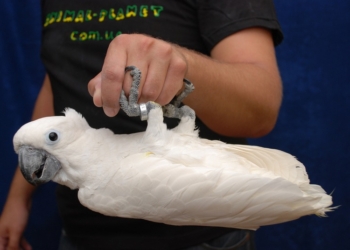 Попугай сделал покупку в Интернет-магазине через голосовой сервис