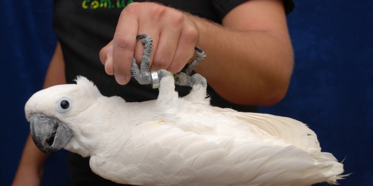 Попугай сделал покупку в Интернет-магазине через голосовой сервис