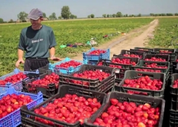 Польша хочет ввести налог на работников из Украины