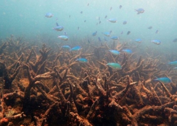 Для очистки Большого барьерного рифа используют гигантских морских улиток