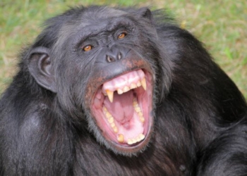 Стала известна причина, по которой сотрудник Харьковского зоопарка потерял пальцы и ухо: он решил разнять дерущихся шимпанзе
