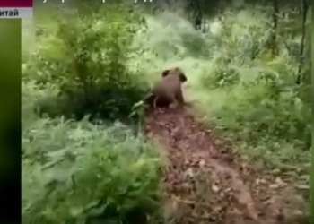 Обаятельный ребенок: слоненок катается с грязевой горки