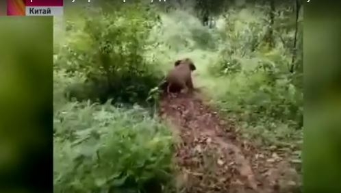 Обаятельный ребенок: слоненок катается с грязевой горки