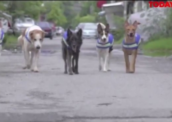 В Бангкоке нашли применение бродячим псам: на них наденут жилеты с видеокамерами