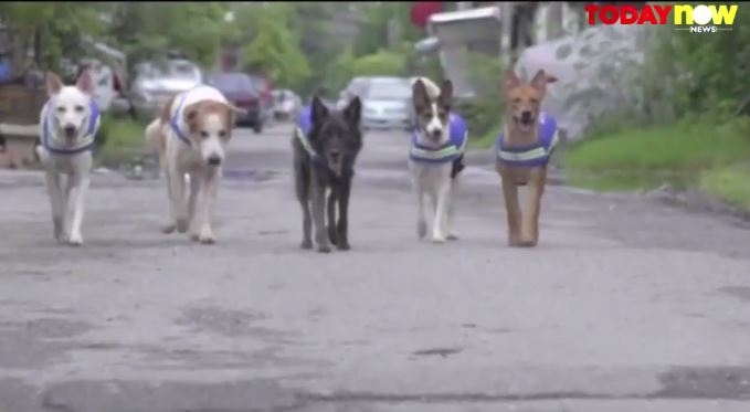 В Бангкоке нашли применение бродячим псам: на них наденут жилеты с видеокамерами