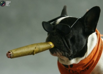 Не только у нас. В США судья корпоративной кредиткой оплатила бриллиантовый браслет и смокинг – для собаки