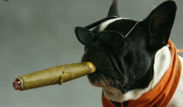 Не только у нас. В США судья корпоративной кредиткой оплатила бриллиантовый браслет и смокинг – для собаки