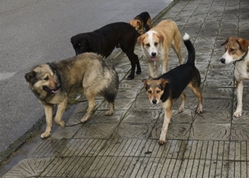 Сколько николаевцев обратились в больницы после укуса животных в 2017 году – официальные данные