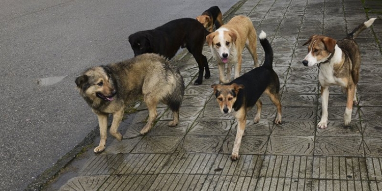 Сколько николаевцев обратились в больницы после укуса животных в 2017 году – официальные данные