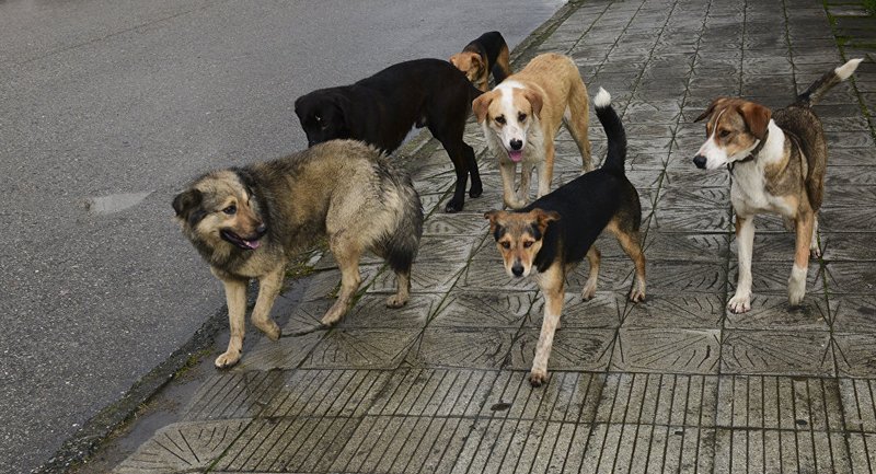 В Николаеве еще раз пересчитали бродячих собак: их 4,5 тысячи и они в прекрасном состоянии 9