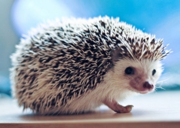 Подушка с ежиком в наволочке стала причиной массовой драки в китайском отеле