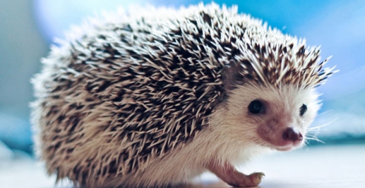 Подушка с ежиком в наволочке стала причиной массовой драки в китайском отеле