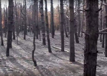 “Один человек – одно дерево”: жителей Николаевщины зовут на восстановление Новопетровского леса