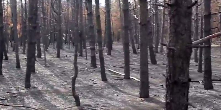 “Один человек – одно дерево”: жителей Николаевщины зовут на восстановление Новопетровского леса