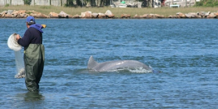 Мы с тобой одной крови. В Бразилии люди и дельфины сообща ловят рыбу – и все довольны