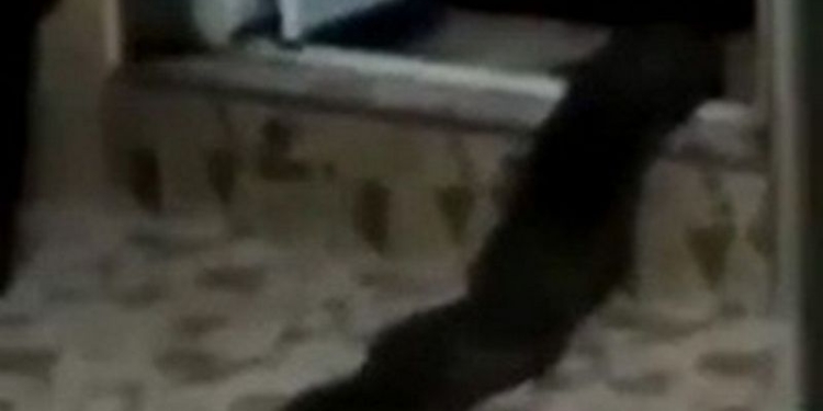 Тот случай, когда радуешься, что не у нас: в Малайзии из квартирного туалета выполз настоящий болотный монстр