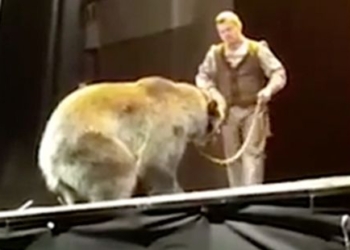 В России на представлении для детей медведь напал на дрессировщика. И между выступавшим на сцене хищником и зрителями не было защитных перегородок