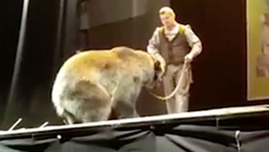 В России на представлении для детей медведь напал на дрессировщика. И между выступавшим на сцене хищником и зрителями не было защитных перегородок 1