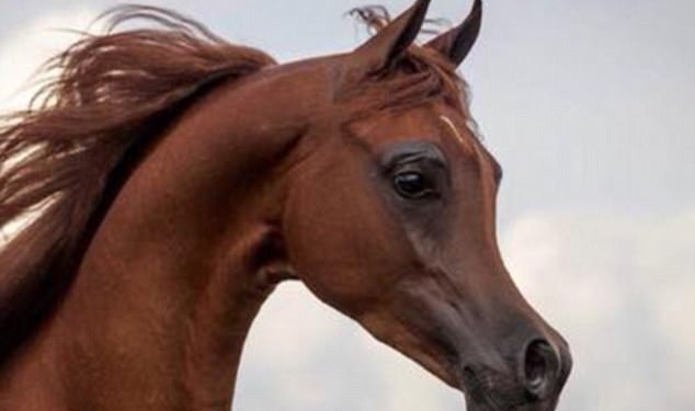 В Америке в результате селекции появились лошади с «мультяшными» мордами – специалисты в ужасе